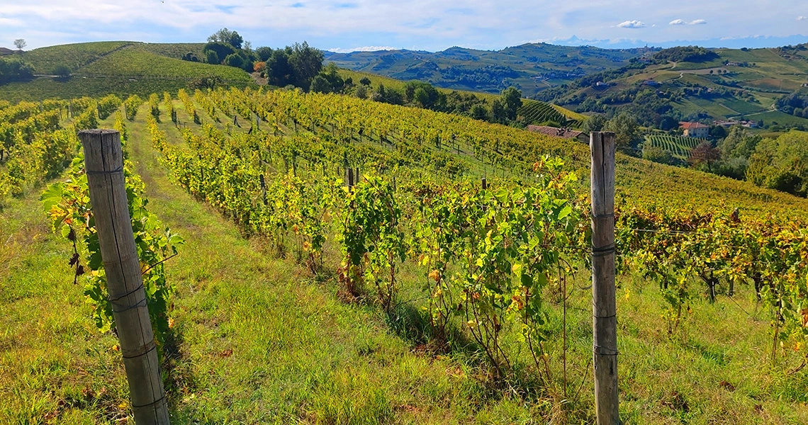 vigneti vedere nel monferrato